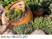 Landscape design. Planting, disembarking, and gardening. A natural, blooming, environmentally friendly natural background. Стоковое фото, фотограф Photojuli / Фотобанк Лори