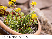 Landscape design. Planting, disembarking, and gardening. A natural, blooming, environmentally friendly natural background. Стоковое фото, фотограф Photojuli / Фотобанк Лори