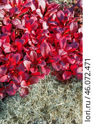Толокня́нка альпи́йская (лат. Arctostaphylos alpina) — вид растений из рода Толокнянка, вокруг - олений мох ( лишайник ) в горах Якутии ( Оймяконский район ) Стоковое фото, фотограф Павел Просянов / Фотобанк Лори