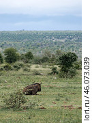Blue wildebeest resting in African savanna (2023 год). Стоковое фото, фотограф Екатерина Якименко / Фотобанк Лори