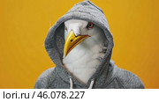 Seagull with a elegant gray hoody on a solid studio yellow color background. Copy space for text. Cute cool gull dressed fashion clothes, hood at head. Humor, summer. Funny animal creative concept. Стоковое AI-видео, аниматор Марина Демидюк / Фотобанк Лори