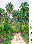 Tropical forest path, palm trees and mountains, Koh Chang island in Thailand, Стоковое фото, фотограф Коханова Наталья / Фотобанк Лори