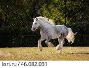 Shire Draft horse stallion galloping on meadow. Упряжная лошадь породы Шайр скачет галопом по лугу летним вечером. Стоковое фото, фотограф Михаил Кондрашов / Фотобанк Лори
