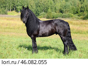 Friesian Horse. Stallion posing on a summer meadow. Фризская лошадь. Черный жеребец фриз позирует на летнем лугу. Стоковое фото, фотограф Михаил Кондрашов / Фотобанк Лори