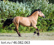 Belarusian harness horse walking in summer evening ranch. Лошадь породы белорусская упряжная на ферме. Стоковое фото, фотограф Михаил Кондрашов / Фотобанк Лори