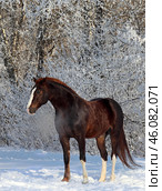 Sports bay horse runs on winter woods background. Красивая спортивная скаковая лошадь на фоне инея зимнего морозного леса. Стоковое фото, фотограф Михаил Кондрашов / Фотобанк Лори
