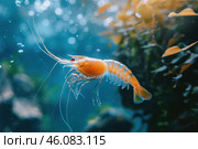 Orange shrimp swimming in aquarium with algae and bubbles. Стоковое AI-изображение, AI-художник Иван Рябоконь / Фотобанк Лори