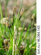 Западная Сибирь, цветущая осока чёрная (Carex nigra) весной. Western Siberia, blooming black sedge (Carex nigra) in spring. Стоковое фото, фотограф Евгений Романов / Фотобанк Лори