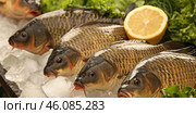 Common carp fish on ice, lettuce and lemon slices. Group of raw fish served on the ice cubes, fish at the market. Sale of sea fish. Advertising banner layout for seafood store. Crucian carp, goldfish. Стоковое AI-изображение, AI-художник Марина Демидюк / Фотобанк Лори