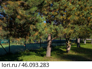 Хвойное дерево на фоне спортивной площадки. Стоковое фото, фотограф DamienTn / Фотобанк Лори