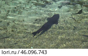 Рыба в водоеме в городе Рива дель Гарда. Италия. Май. Fish in a pond in the city Riva del Garda. Italy. May. Стоковое видео, видеограф Горшков Александр / Фотобанк Лори