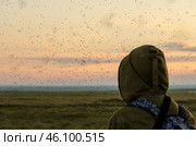 Комары. Стоковое фото, фотограф Иван Фуфачев / Фотобанк Лори