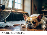 The dog is suffering from the heat. A tired bulldog puppy sleeps in front of the fans in the bedroom on a very hot summer day. Стоковое AI-изображение, AI-художник Photojuli / Фотобанк Лори