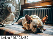 The dog is suffering from the heat. A tired bulldog puppy sleeps in front of the fans in the bedroom on a very hot summer day. Стоковое AI-изображение, AI-художник Photojuli / Фотобанк Лори