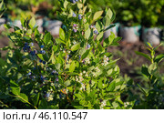Ripe blueberries (bilberry) on a blueberry bush on a nature background. Стоковое фото, фотограф Ольга Сейфутдинова / Фотобанк Лори