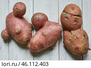Trendy ugly organic conjoined siamese potatoes from home garden on a white wooden background. Стоковое фото, фотограф Кутина Татьяна / Фотобанк Лори