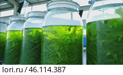 growing spirulina algae in large industrial tanks in a spacious, bright hangar. Стоковое AI-видео, аниматор Александр Довянский / Фотобанк Лори