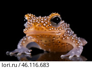Tiny orange frog with white spots posing on black background. Стоковое AI-изображение, AI-художник Иван Рябоконь / Фотобанк Лори