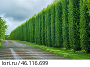 Long hedge row defining a gravel road in the countryside. Стоковое AI-изображение, AI-художник Иван Рябоконь / Фотобанк Лори