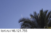 travel dream,Airplane flying high in blue sky and palm trees, leaving white contrails. Aircraft soaring through clear atmosphere, trailing condensation. Jet traveling across open sky, Стоковое видео, видеограф Куликов Константин / Фотобанк Лори