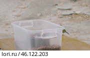 Восточные Саяны, большая синица (Parus major) таскает кедровые орехи на рынке. Eastern Sayan, great tit (Parus major) steals pine nuts on the market. Стоковое видео, видеограф Евгений Романов / Фотобанк Лори