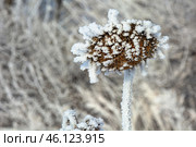 Serene winter scene with frost-covered branches creating a magical white wonderland, snow blankets the ground beneath dormant trees. Стоковое фото, фотограф Владимир Ендовицкий / Фотобанк Лори