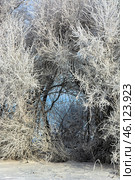 Serene winter scene with frost-covered branches creating a magical white wonderland, snow blankets the ground beneath dormant trees. Стоковое фото, фотограф Владимир Ендовицкий / Фотобанк Лори