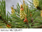 Young male cones of the Scots pine. Стоковое фото, фотограф Володина Ольга / Фотобанк Лори