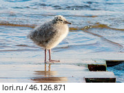 Новорожденный маленький пушистый птенец сизой чайки у воды. Стоковое фото, фотограф Людмила Капусткина / Фотобанк Лори
