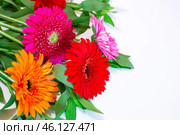 Gerbera flowers on a white background with copy space. Стоковое фото, фотограф Коханова Наталья / Фотобанк Лори