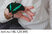 A little girl holds a tropical neon butterfly on her arm. The concept of creativity, the exploration of the living world. The life of tropical butterflies at home. Стоковое видео, видеограф Терехова Марина / Фотобанк Лори