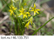 Гусиный лук желтый или Гагея желтая (лат. Gagea lutea) крупным планом. Стоковое фото, фотограф Елена Коромыслова / Фотобанк Лори
