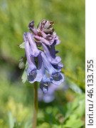 Хохлатка Галлера, или хохлатка плотная (Corydalis halleri, Corydalis solida ) крупным планом. Стоковое фото, фотограф Елена Коромыслова / Фотобанк Лори