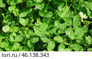 Trifolium pratense. White clover flowers in the meadow. Flowered clover and Poa annua, annual meadow green grass on the lawn in summer sunlight sunshine. Blossoming. Honey bee. Flowering trefoil field. Стоковое видео, видеограф Марина Демидюк / Фотобанк Лори