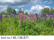 Розовые и фиолетеовые люпины (лат. Lupinus) цветут на лугу летним солнечным днем. Стоковое фото, фотограф Елена Коромыслова / Фотобанк Лори