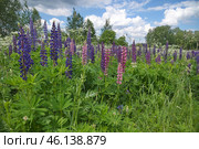 Разноцветные люпины (лат. Lupinus) на лугу летним днем. Стоковое фото, фотограф Елена Коромыслова / Фотобанк Лори