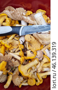 A freshly picked mix of mushrooms in a red container. Chanterelles are prominent among them, which have a characteristic yellow-golden color and wavy edges to their caps. There are also mushrooms with white stems and light brown caps, which may be edible or forest lamellar mushrooms.In the center lies a knife with a black handle, covered in traces of mushroom dirt, indicating the cleaning and preparation process. The mushrooms look fresh, but with small remnants of earth, twigs and forest debris. Стоковое фото, фотограф Анна Кривицкая / Фотобанк Лори