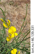 Spartium junceum shrub, known as Spanish gorse. This is an ornamental plant with bright yellow flowers, which is common in the Mediterranean, Crimea, the Caucasus and the southern regions of Europe. Стоковое AI-изображение, AI-художник Анна Кривицкая / Фотобанк Лори