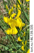 Spartium junceum shrub, known as Spanish gorse. This is an ornamental plant with bright yellow flowers, which is common in the Mediterranean, Crimea, the Caucasus and the southern regions of Europe. Стоковое AI-изображение, AI-художник Анна Кривицкая / Фотобанк Лори