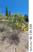 The shrub with yellow flowers resembles Spanish gorse (Spartium junceum), which is widespread in the Mediterranean, Crimea, the Caucasus and southern Europe. It is known for its resistance to drought and is often found on slopes, rocky soils and in dry steppes. Стоковое AI-изображение, AI-художник Анна Кривицкая / Фотобанк Лори