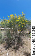 The shrub with yellow flowers resembles Spanish gorse (Spartium junceum), which is widespread in the Mediterranean, Crimea, the Caucasus and southern Europe. It is known for its resistance to drought and is often found on slopes, rocky soils and in dry steppes. Стоковое AI-изображение, AI-художник Анна Кривицкая / Фотобанк Лори