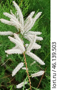 A flowering plant with pinkish-white inflorescences in the form of long panicles. The flowers are small, collected in dense racemose inflorescences, the leaves are small, similar to pine needles.Most likely, this plant belongs to the genus Tamarix, also known as the Comb. This shrub or small tree is often found in arid and brackish areas, including in the south of Russia, in Crimea, Central Asia and the Mediterranean. It is unpretentious, resistant to drought and salt, often used in landscape design and landscaping. Стоковое фото, фотограф Анна Кривицкая / Фотобанк Лори