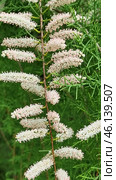 A flowering plant with pinkish-white inflorescences in the form of long panicles. The flowers are small, collected in dense racemose inflorescences, the leaves are small, similar to pine needles.Most likely, this plant belongs to the genus Tamarix, also known as the Comb. This shrub or small tree is often found in arid and brackish areas, including in the south of Russia, in Crimea, Central Asia and the Mediterranean. It is unpretentious, resistant to drought and salt, often used in landscape design and landscaping. Стоковое фото, фотограф Анна Кривицкая / Фотобанк Лори