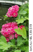 Ornamental hawthorn (Crataegus laevigata 'Paul's Scarlet'), distinguished by bright double flowers of a rich pink hue. The flowers are collected in lush inflorescences, giving the bush an elegant and attractive appearance. The leaves are dark green, slightly glossy and have a characteristic three-lobed shape.This variety of hawthorn is widely used in ornamental landscaping due to its abundant flowering and unpretentiousness. Most often, it can be found in city parks, gardens and alleys. In addition to its beauty, the plant is resistant to frost and polluted air, which makes it popular for landscape design. Стоковое фото, фотограф Анна Кривицкая / Фотобанк Лори