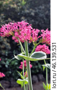 The plant Centranthus ruber, also known as red valerian. Стоковое фото, фотограф Анна Кривицкая / Фотобанк Лори