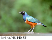 A vibrant blue and orange bird perched on a wooden surface. The Superb starling. Стоковое фото, фотограф Татьяна Лобанова / Фотобанк Лори