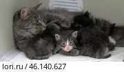 A gray tabby cat surrounded by her small kittens. The mother cat looks away attentively, and the kittens, who are still very young, cuddle up to each other. One of the kittens in the foreground has blue eyes, a white muzzle and a pink nose, looking directly at the camera.The environment looks calm, the cat and kittens are on a white mat in what is probably a veterinary clinic or a home where they are provided with comfortable conditions. The lighting is soft and natural, emphasizing the care and tenderness between the cat and her offspring. Стоковое фото, фотограф Анна Кривицкая / Фотобанк Лори