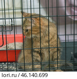 A fluffy, reddish-brown cat with long hair, in a cage. She looks away, slightly pressing her ears, which may indicate alertness or sadness. Her expressive eyes convey a sense of longing and anticipation.Inside the cage there is a tray with red filler and bedding, which indicates a temporary or permanent place of residence of the cat. The metal bars of the cage create a sense of restriction, but at the same time you can see that the cat is well-groomed, fluffy and beautiful.Overall, the image evokes sympathy and a desire to help - perhaps this cat is in a shelter and is waiting for a caring owner. Стоковое фото, фотограф Анна Кривицкая / Фотобанк Лори