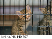 A small tabby kitten in a cage. He looks out sadly and curiously, as if hoping to get out. His blue eyes reflect innocence and anticipation. The second kitten, partially visible on the right, also shows interest in the world around him. The metal bars of the cage create a contrast with the softness and fluffiness of the kittens, enhancing the sense of their vulnerability.The background is blurred, which emphasizes the focus on the kitten's emotions and expression. The picture evokes a feeling of compassion and a desire to help these cute creatures. Стоковое фото, фотограф Анна Кривицкая / Фотобанк Лори