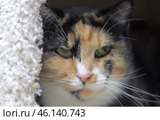A green-eyed, calico cat staring at the camera. She has an unusual spotted coat, with black, red, and white mixed in a chaotic pattern. Her pink nose and long white whiskers accentuate her expressive face. She peeks out from a secluded spot, perhaps a house or a cozy corner, giving the impression of alertness and secrecy. Стоковое фото, фотограф Анна Кривицкая / Фотобанк Лори